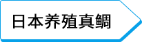 日本养殖真鲷